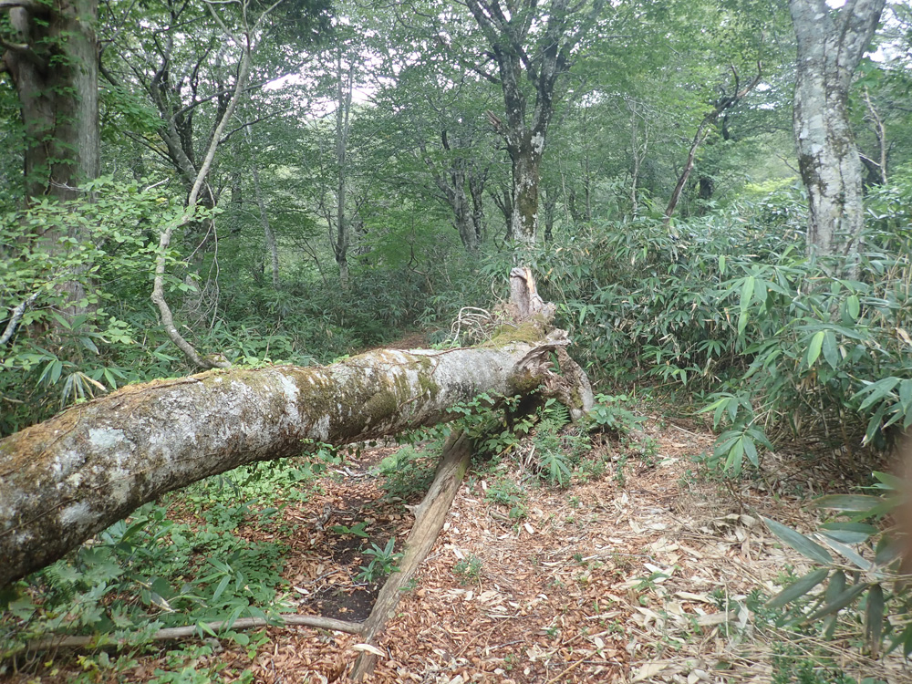 栗駒山のブナ林